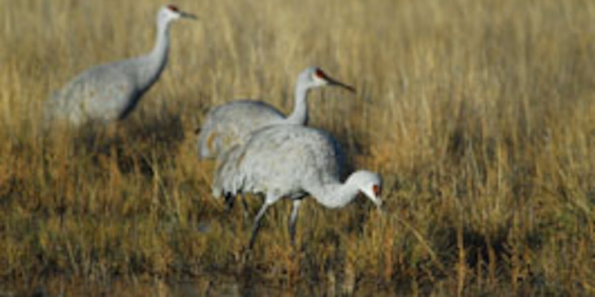 Sandhill cranes in southern Arizona ahead of Wings Over Willcox festival [Video]