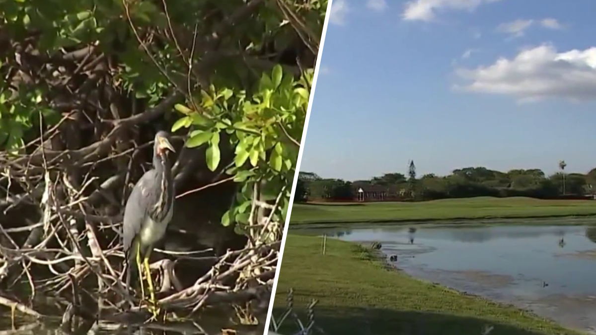 Developers submit scaled-down proposal for housing project on Calusa golf course  NBC 6 South Florida [Video]