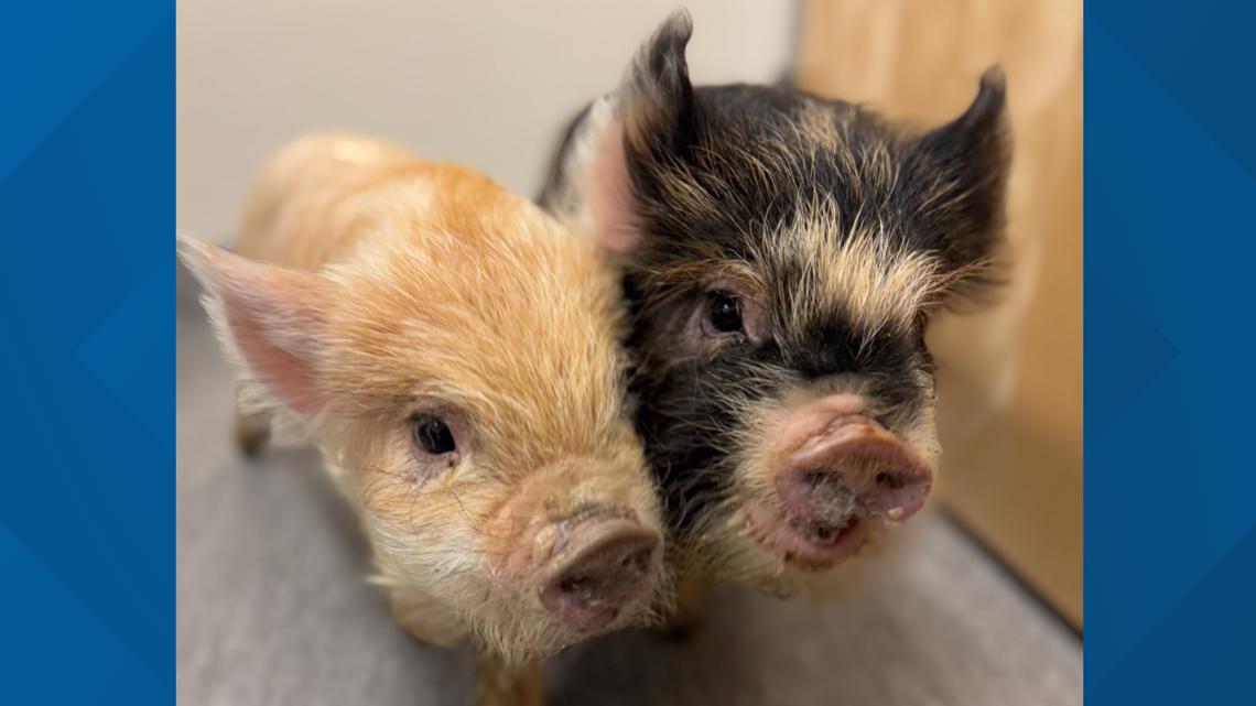 An animal shelter takes in 2 small pigs who explored Buffalo