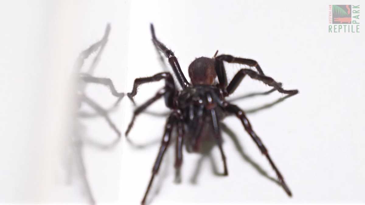 Australian zoo finds its biggest-ever funnel-web spider [Video]