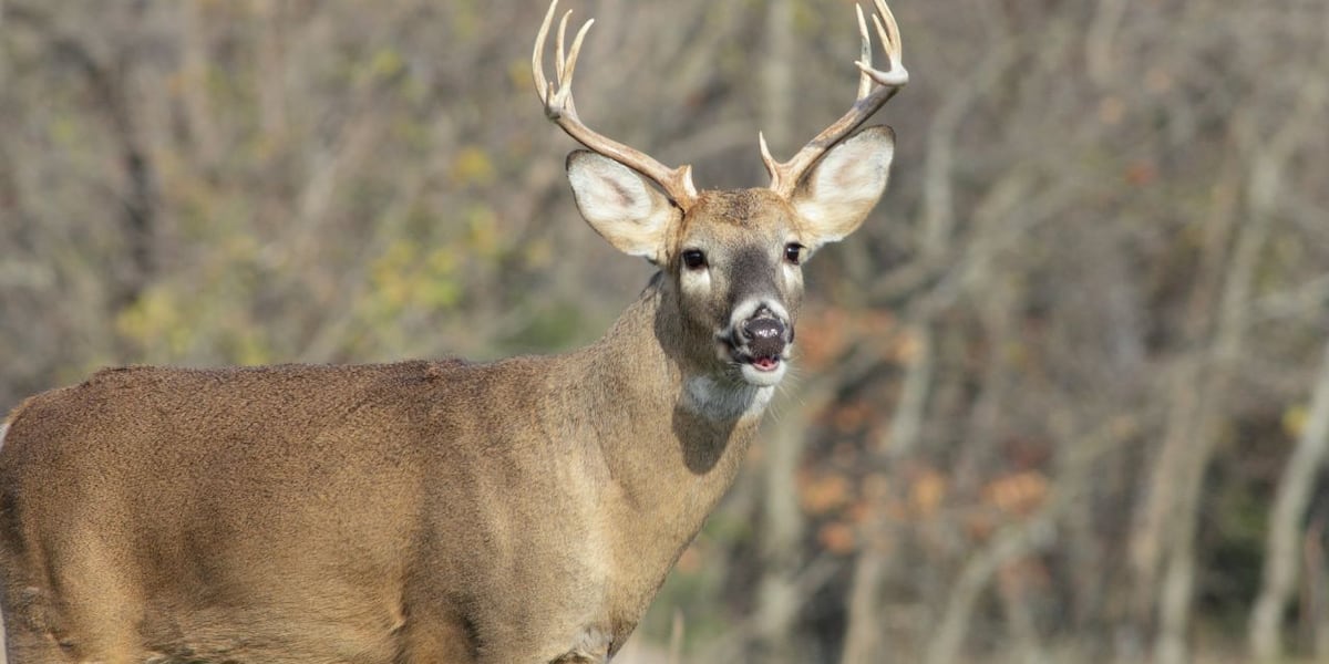 Abundance of acorns, late start attributed to 15% decline in deer hunting totals [Video]