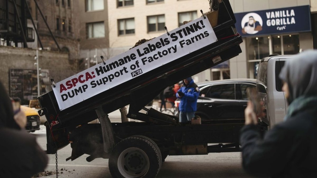 Activists arrested dumping manure in NYC  NBC 7 San Diego [Video]