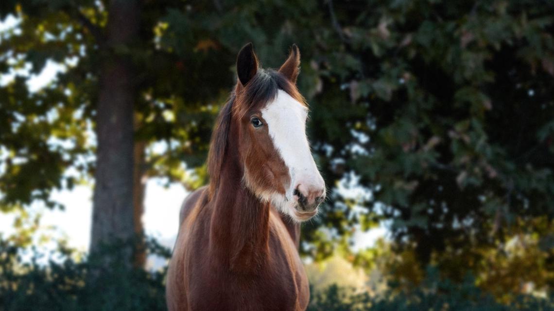 A Clydesdale foal is featured in Anheuser-Busch’s Super Bowl ad [Video]